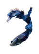 blue siamese fighting fish, betta fish isolated on white