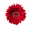 Red gerber isolated on white background