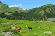 Alpage d'Aravis