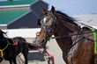 Photo: Harness Racing Harness Racing