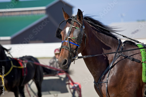 Photo: Harness Racing Harness Racing