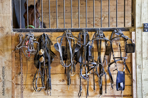 Photo: Harness Racing Equipment Harness Racing Equipment