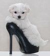 Little maltese puppy