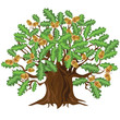 Big green oak tree with acorns, vector illustration