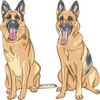 vector color sketch dog German shepherd breed