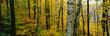 Photo: This is the Greylock State Reservation. It shows birch and maple trees with autumn color. This is the Greylock State Reservation. It shows birch and maple trees with autumn color.