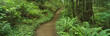 Photo: This is Del Norte State Park. It shows an old growth redwood forest. There is a small foot path going through the center of the ferns growing on either side of it. This is Del Norte State Park. It shows an old growth redwood forest. There is a small foot path going through the center of the ferns growing on either side of it.