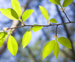 spring wood