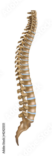 Vettoriale: Spine Spine