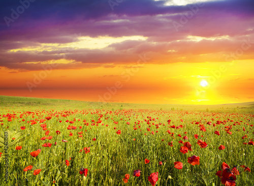 Foto: poppies against the sunset sky poppies against the sunset sky