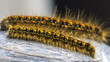 Tent Caterpillar Macro
