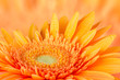 Orange gerbera daisy