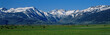 These are cows grazing near the Sierra Mountains in spring. This is located along Route 395.