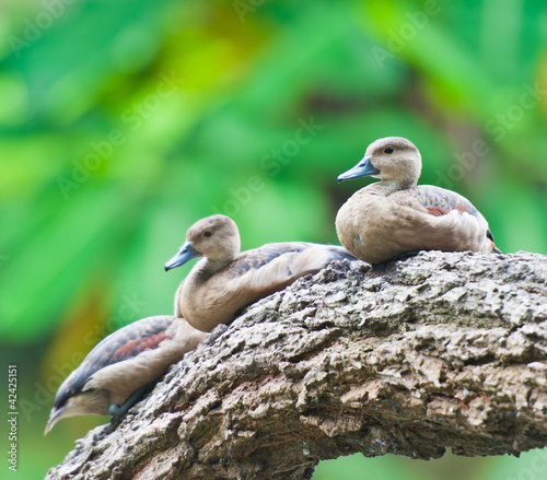 Photo: Ducks Ducks