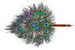 Photo: Peacock feathers Peacock feathers