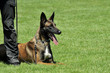 Foto: police dog police dog