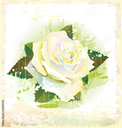 Vektor: vintage illustration of white rose vintage illustration of white rose