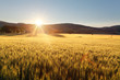 Sunset over wheat field.