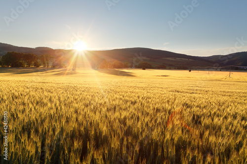 Photo: Sunset over wheat field. Sunset over wheat field.