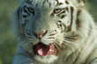 Leopardo das Neves