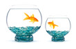 Foto: Goldfish Goldfish