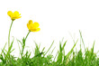 canvas print picture - Buttercups isolated on white