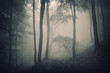 silhouette of trees in a forest with fog