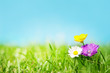 Three flowers on the grass