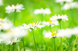 Daisies