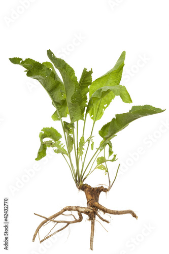 Photo: horseradish horseradish