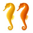 Seahorse