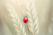 Ladybug on a spike