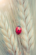 Ladybug on a spike