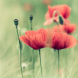 Red Poppies