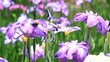 iris and carpenter bee