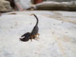 Photo: scorpion scorpion