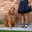 Golden retriever dog