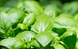 basil