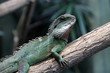 Wasseragame