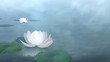 Beautiful Lotus Blossom