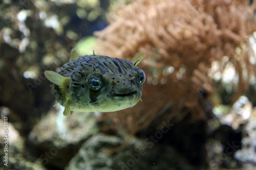 Photo: Ballon-Igelfisch Ballon-Igelfisch