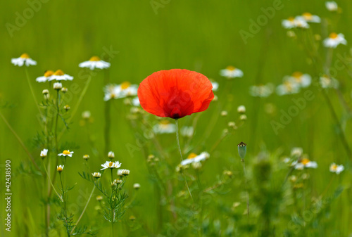 Photo: Isolated poppy in a blooming meadow Isolated poppy in a blooming meadow