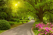 Summer park road
