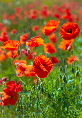 Foto: Poppies field Poppies field