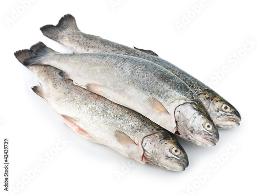 Photo: Three fresh trout fish isolated Three fresh trout fish isolated