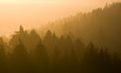 Sonnenaufgang über Waldlandschaft