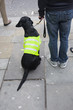 Dog in yellow jacket