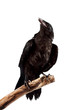 The black gloomy bird