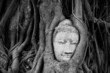 The head of the sandstone buddha image in roots of bodhi tree