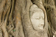 The head of the sandstone buddha image in roots of bodhi tree